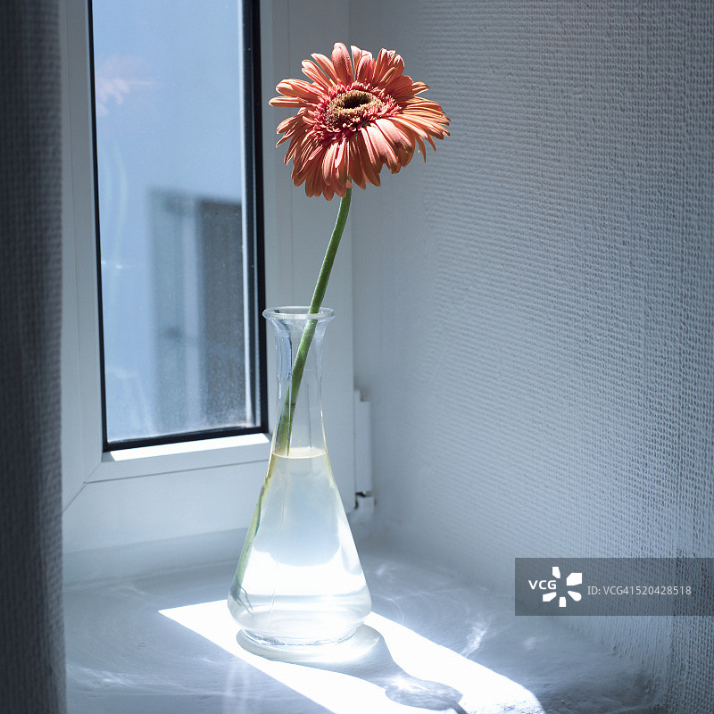 窗台上花瓶里的非洲菊图片素材