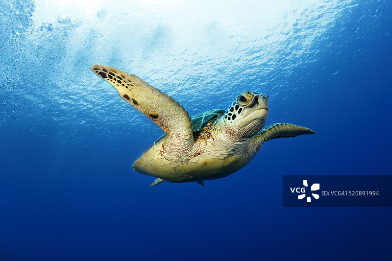 海中的绿海龟，帕劳，卡洛琳群岛图片素材
