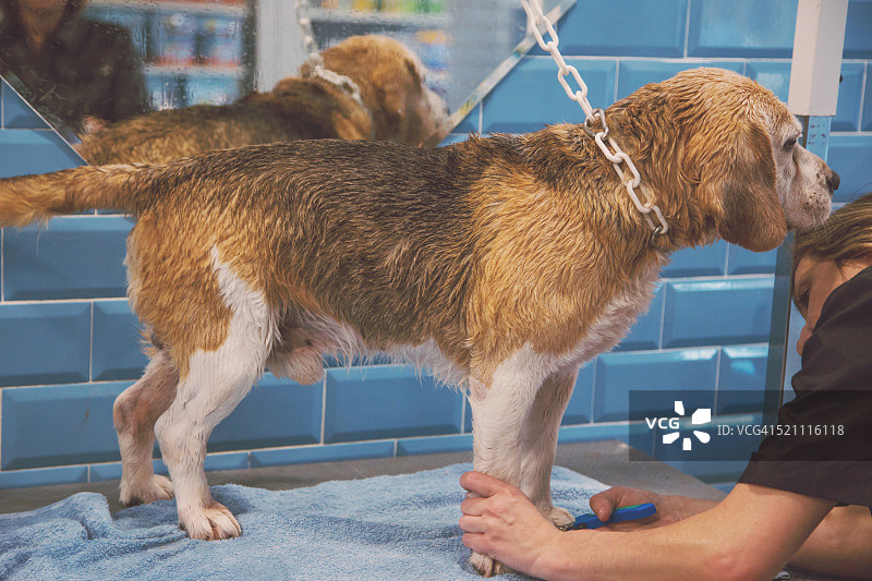 比格尔老狗洗澡在狗美容院照顾狗的卫生与沙龙治疗。图片素材