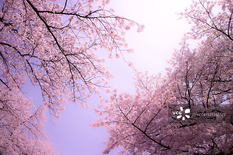 樱花的天空图片素材
