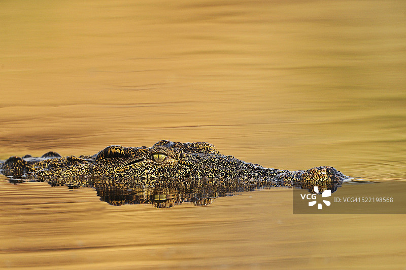 尼罗河鳄鱼(crocodile niloticus)，在丘比河游泳，开始潜水图片素材