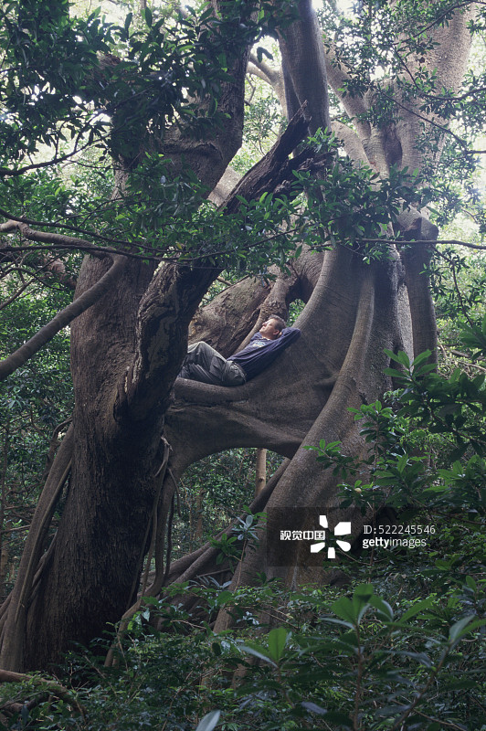 一个人在丛林的大树上休息图片素材
