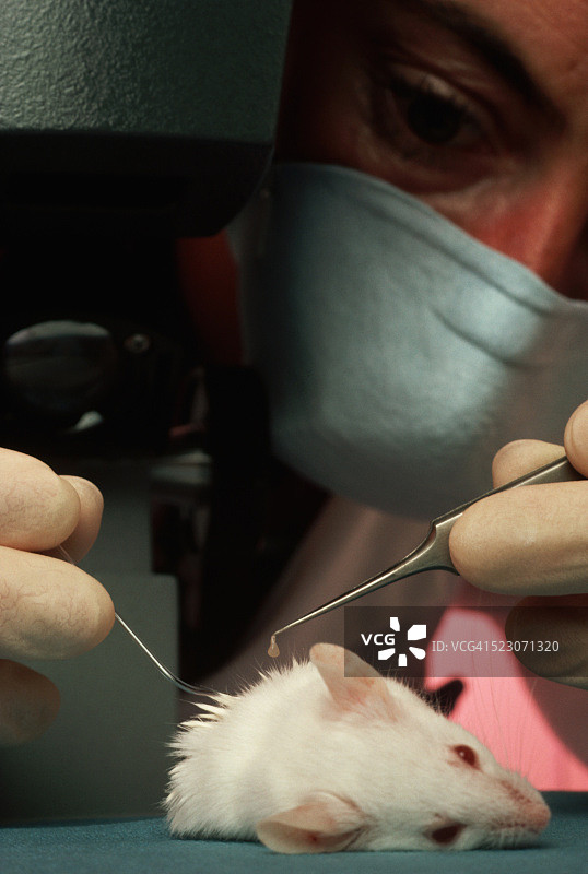 显微外科在鼠标图片素材