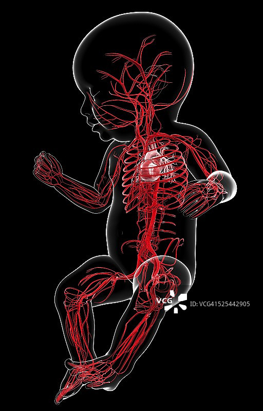 婴儿的血管系统，艺术品图片素材