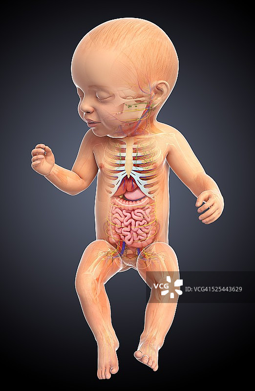婴儿的解剖学、艺术品图片素材