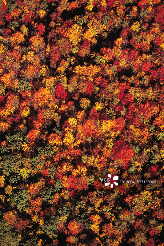 森林与灿烂的秋天颜色图片素材