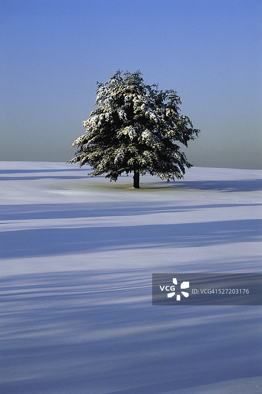 树在雪覆盖的景观图片素材