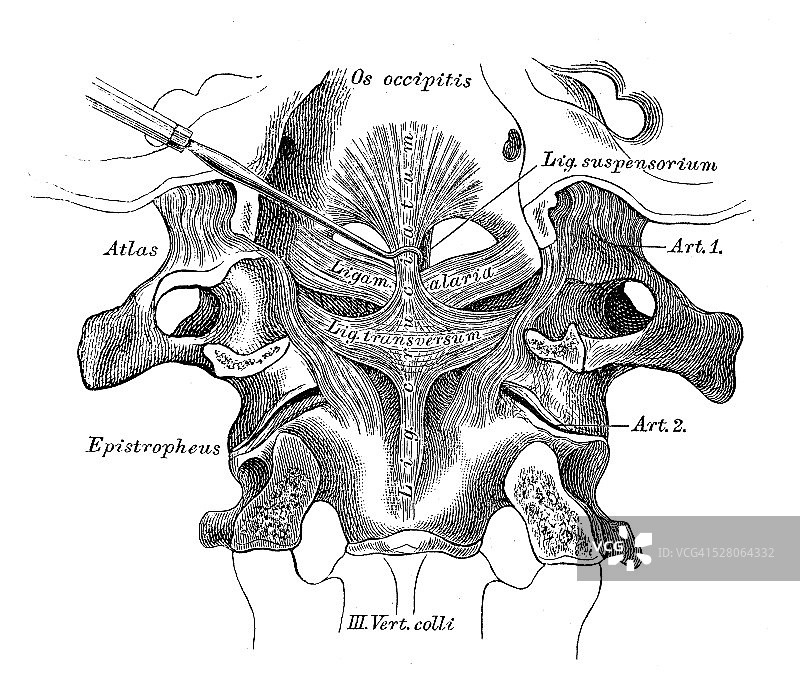 人体解剖学科学例证:颈椎韧带图片素材