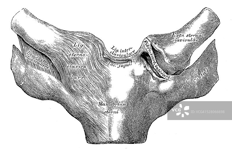 人体解剖学科学例证:胸骨-锁骨关节图片素材