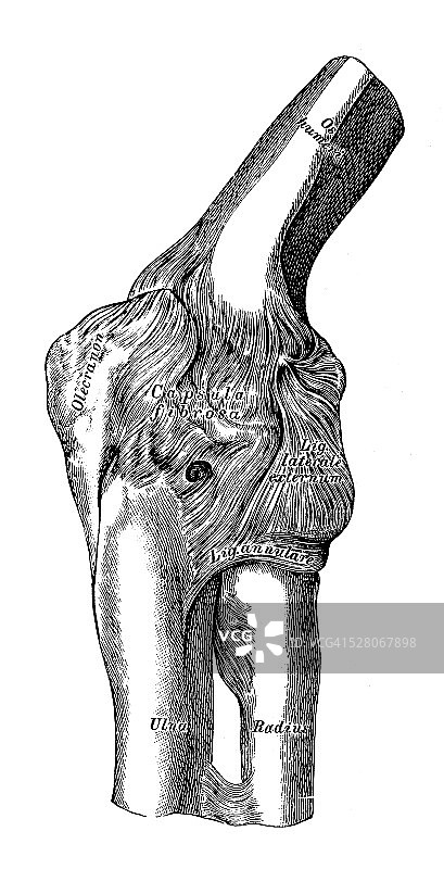 人体解剖学科学插图:肘关节韧带图片素材