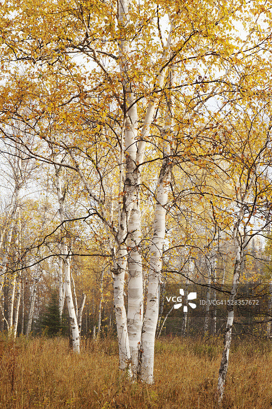 秋天的桦树;加拿大安大略省桑德湾图片素材
