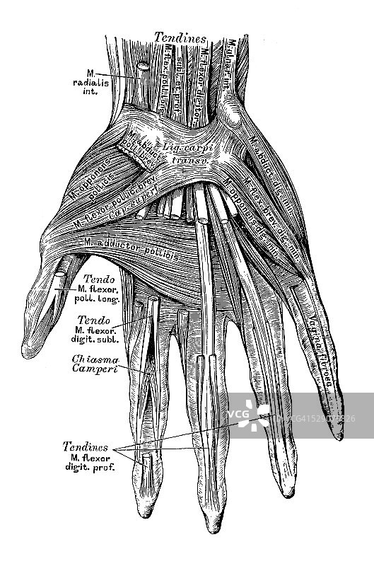 人体解剖学科学插图:手部肌肉图片素材