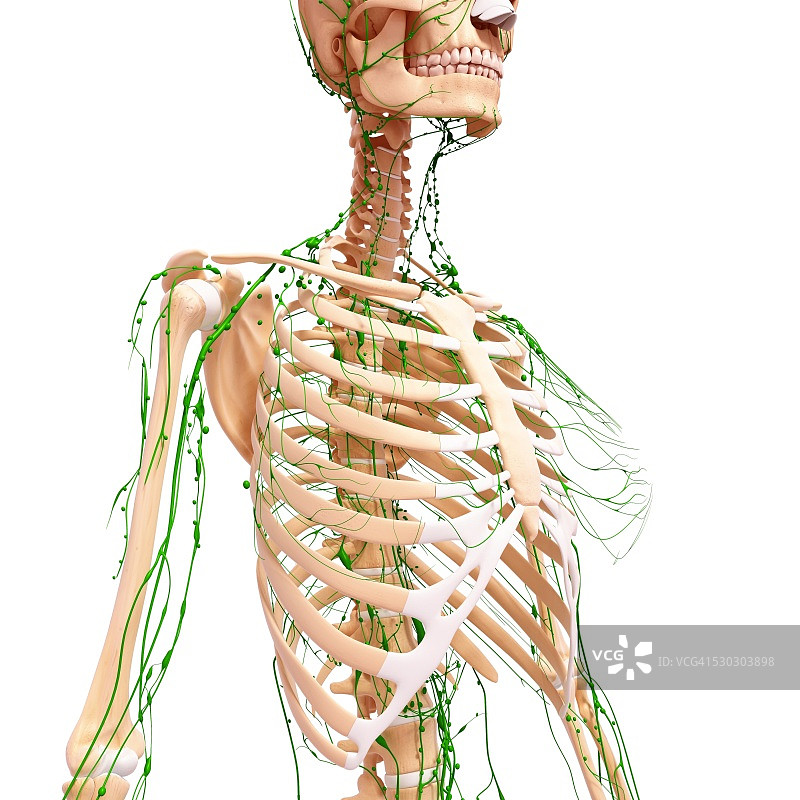 人体淋巴系统，电脑艺术品。图片素材