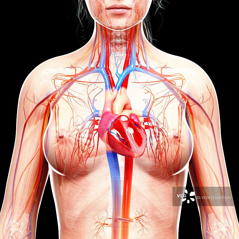 女性心血管系统，电脑艺术品。图片素材