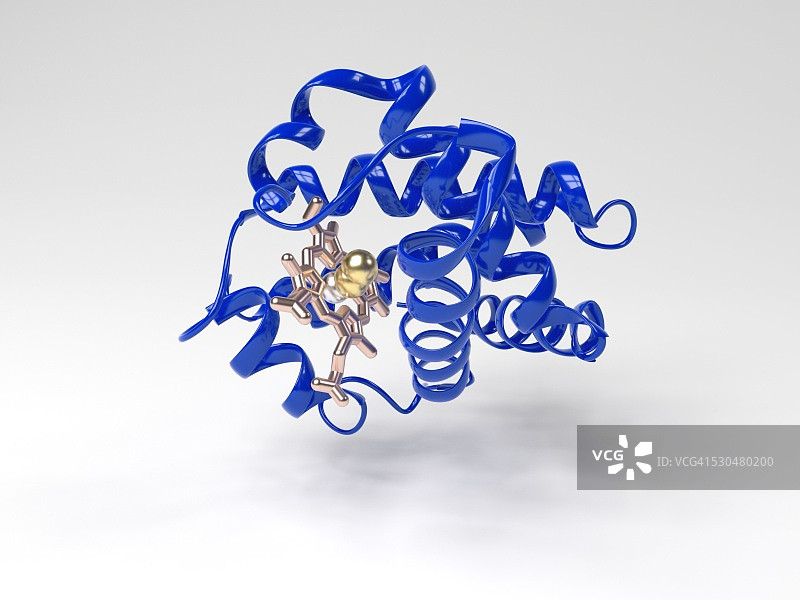 血红蛋白分子。显示血红蛋白单体亚基的三级结构的计算机绘图。血红蛋白是一种金属蛋白，它通过血红细胞在全身运输氧气。图片素材