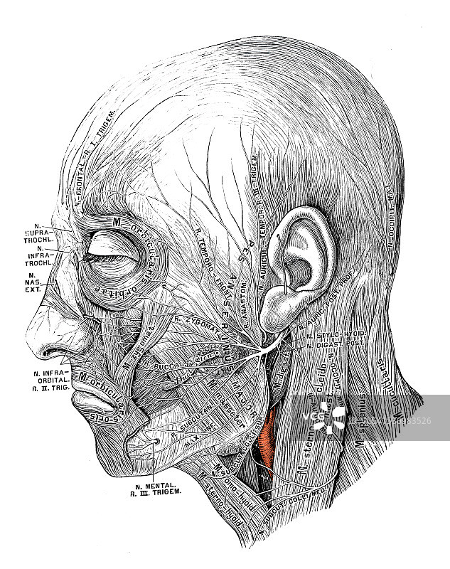 人体解剖学科学例证:面神经图片素材