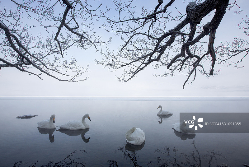 湖上的大天鹅图片素材