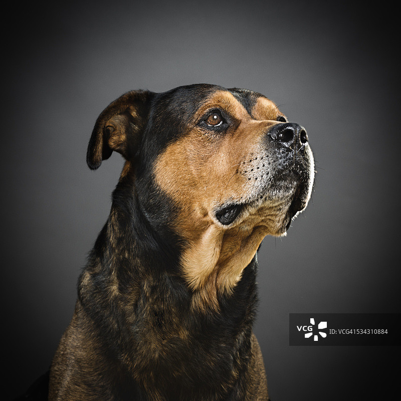 混合罗威纳犬的肖像。图片素材