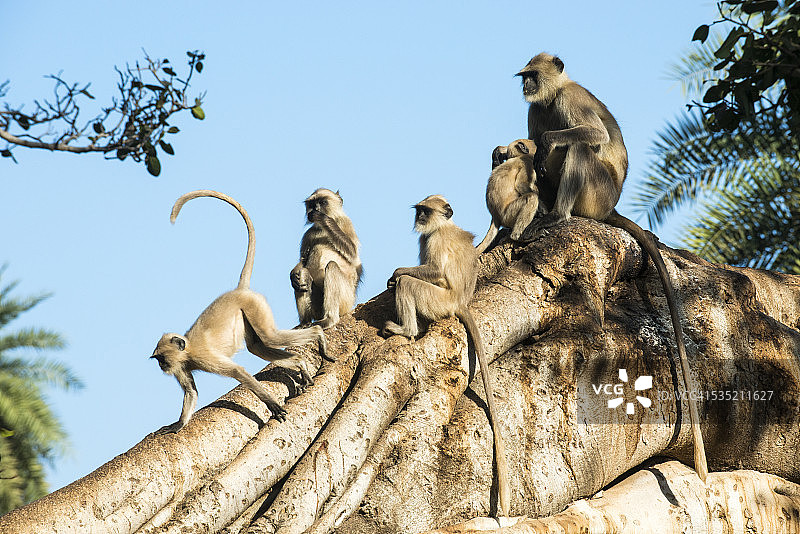 印度榕树上的哈努曼叶猴科图片素材