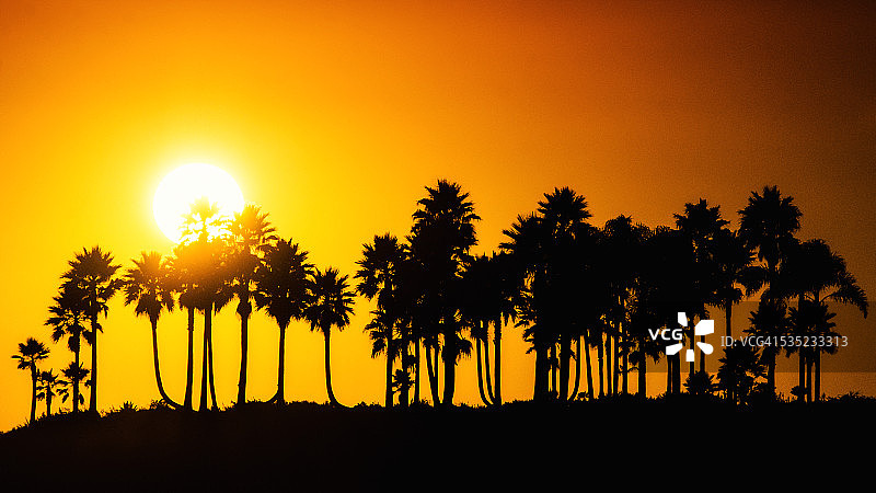 加州拉古纳海滩棕榈上的金色日落图片素材