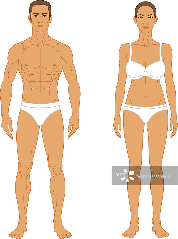 解剖学-男人和女人图片素材