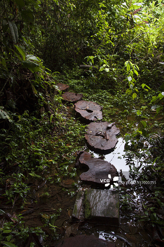秘鲁马努省马德雷德迪奥斯地区，马努生物圈保护区，穿过雨林的切成薄片的树干通道。图片素材