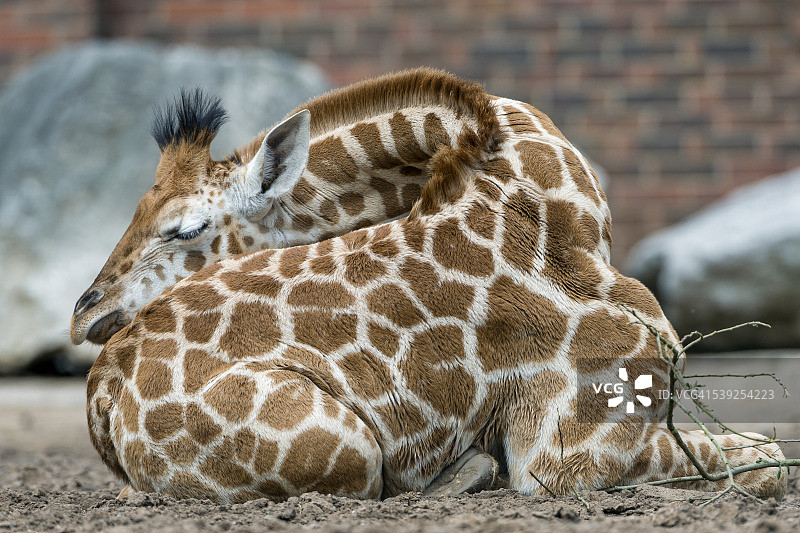 长颈鹿睡在一个可爱的位置图片素材