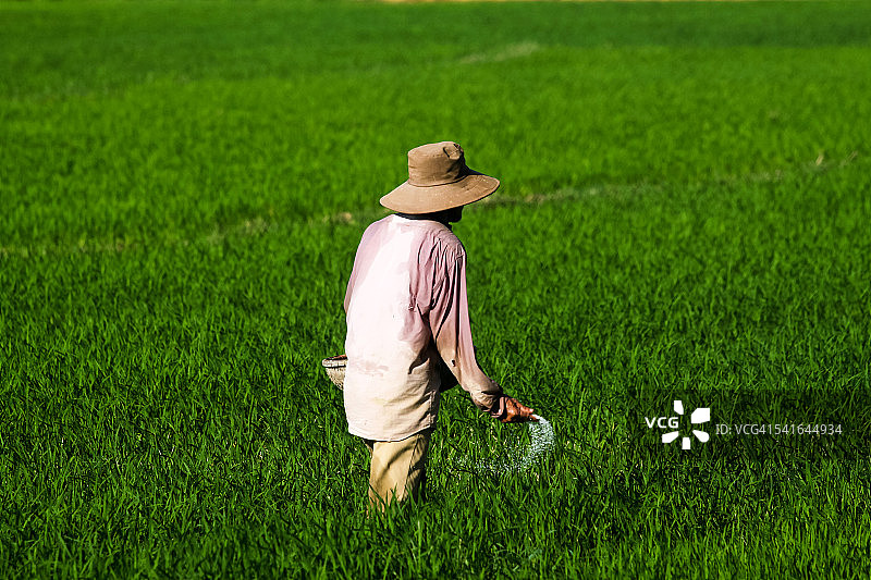在越南的稻田里施肥图片素材