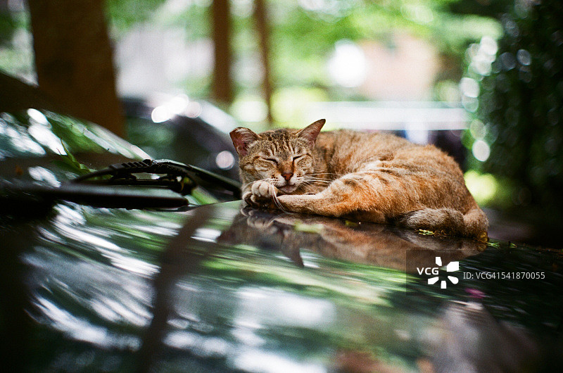 在汽车引擎盖上睡觉的猫图片素材