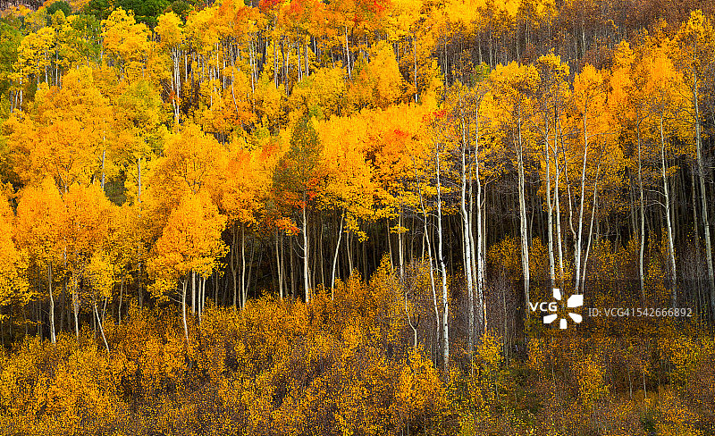 秋天在科罗拉多州图片素材