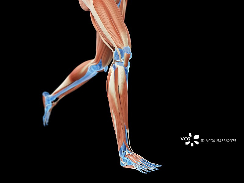 慢跑者的肌肉系统，说明图片素材
