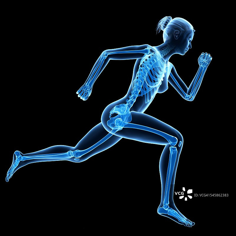 慢跑者的骨骼系统，插图图片素材