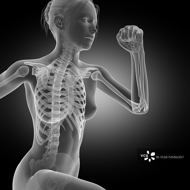 慢跑者的骨骼系统，插图图片素材