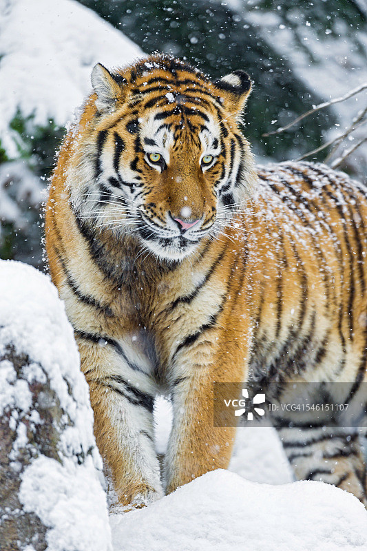 老虎在飘落的雪下图片素材
