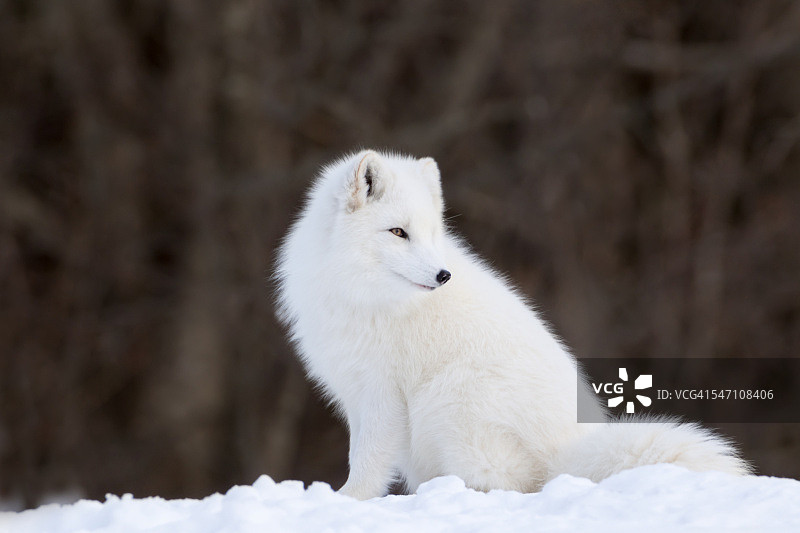 北极狐的画像图片素材