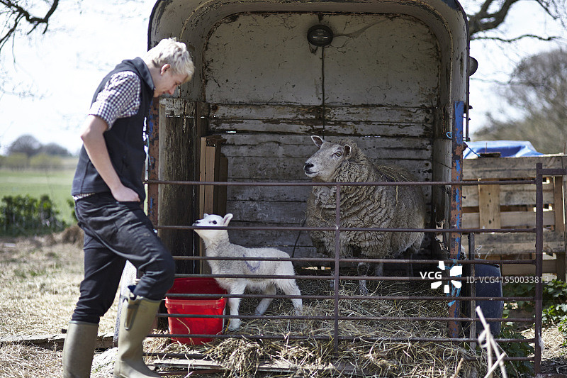 一个年轻的农民在检查一只绵羊和她的小羊羔图片素材