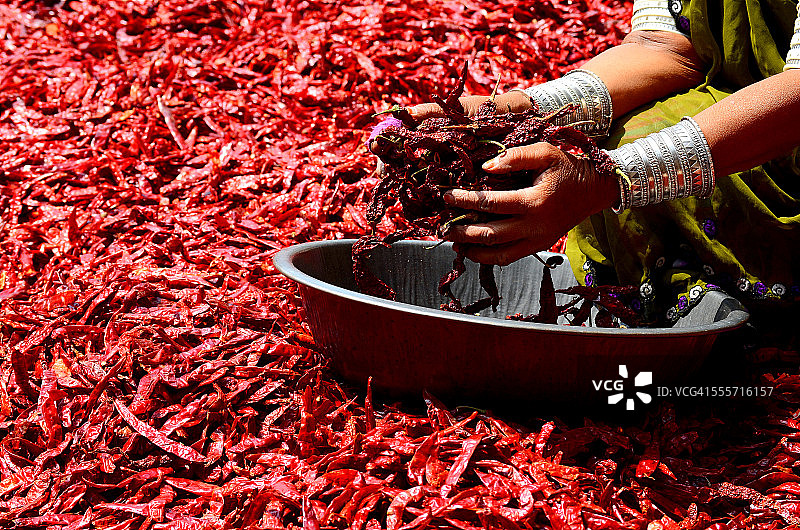 干红辣椒手-印度香料图片素材