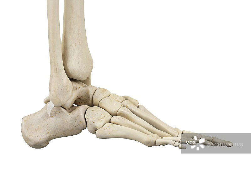 人体足部解剖学，说明图片素材