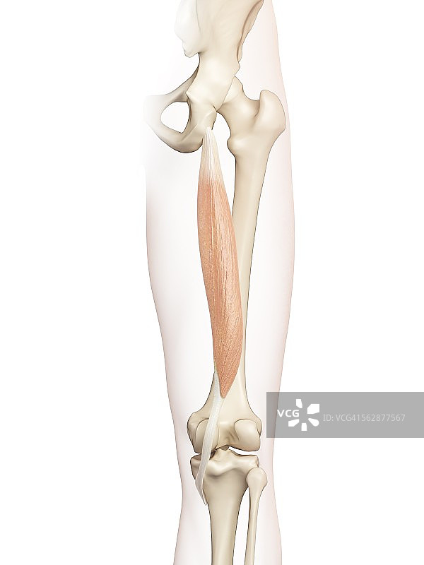 人体大腿肌肉，插图图片素材