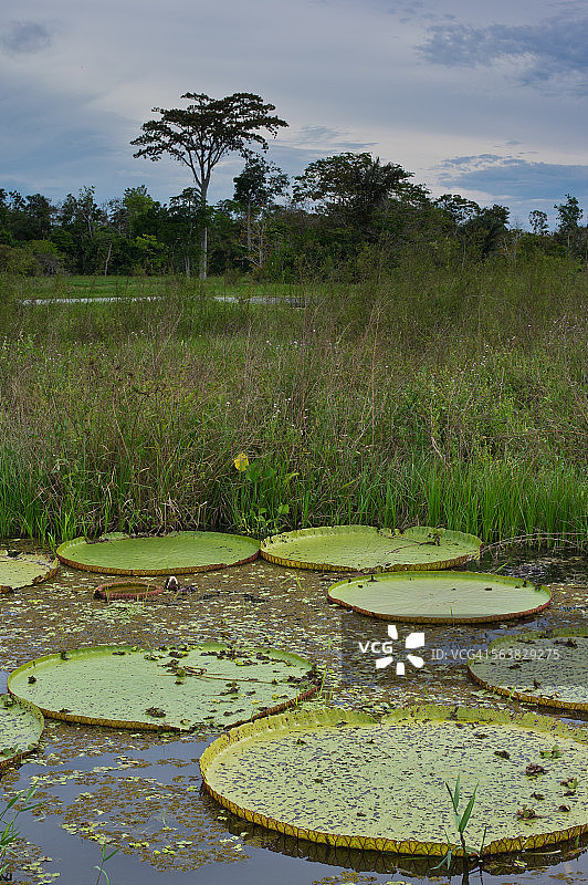 自然栖息地中的巨型亚马逊睡莲图片素材