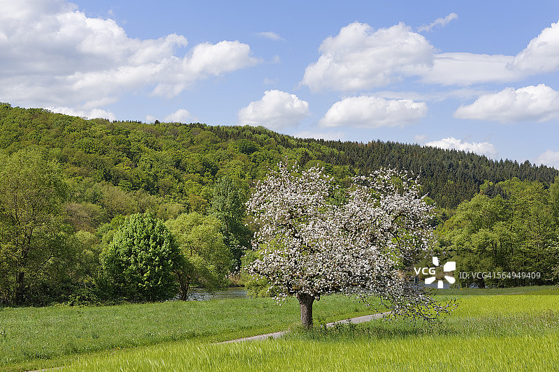 德国，巴伐利亚，下弗兰科尼亚，盛开的苹果树在河上图片素材