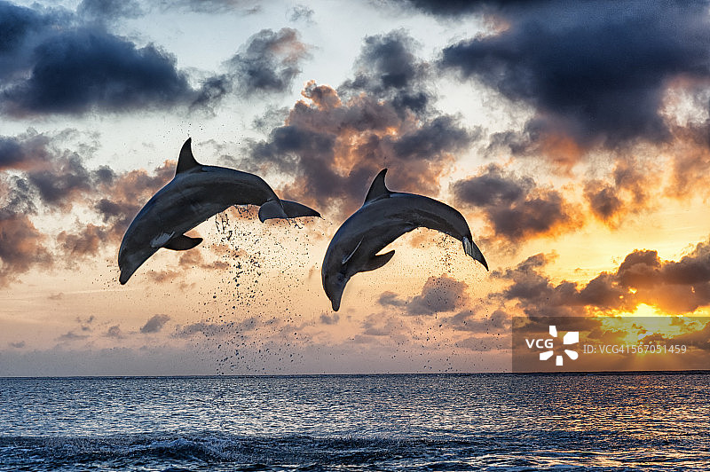 两只宽吻海豚在夕阳下跳跃图片素材