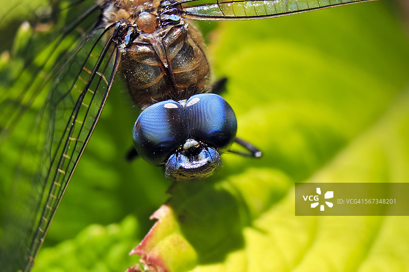 蓝色脸蜻蜓的特写图片素材