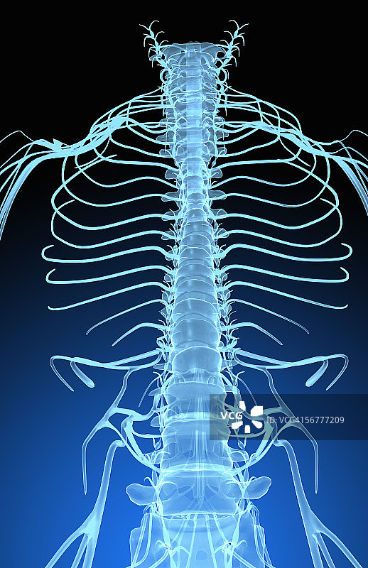 中枢神经系统从脊柱发出的后程式化视图。图片素材