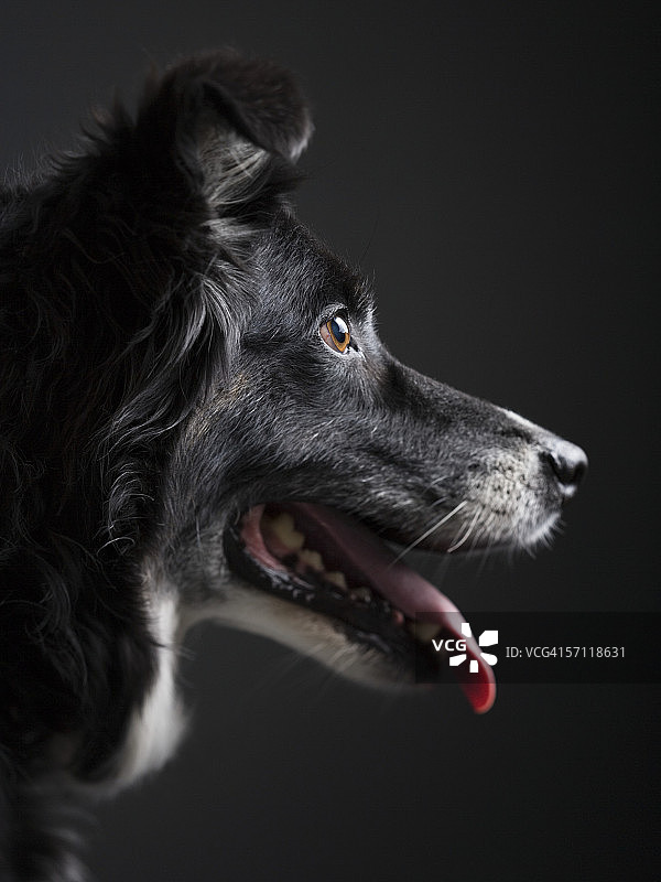 低角度的狗伸出它的舌头图片素材