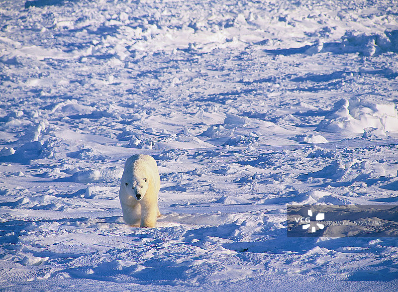 雄性北极熊在浮冰上。北极熊。哈德逊湾，马尼托巴，加拿大。图片素材