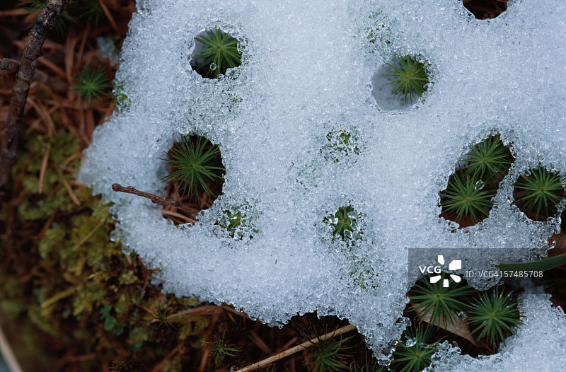 苔藓上的雪，特写图片素材