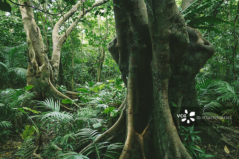 日本石垣岛热带雨林图片素材