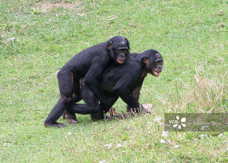 倭黑猩猩摔跤图片素材