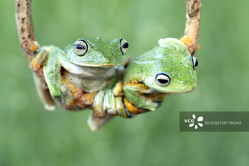 两只青蛙在树枝上图片素材